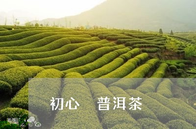 初心 普洱茶/2023042814303